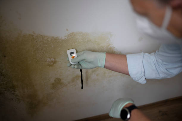 Best Toxic Mold Removal  in Royal Oak, MI