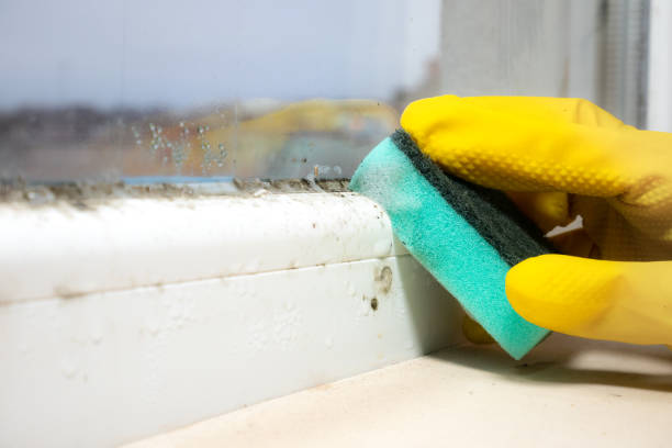 Mold Testing and Removal in Royal Oak, MI