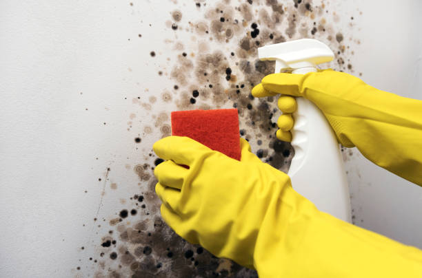 Crawl Space Mold Removal in Royal Oak, MI
