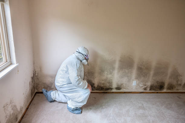 Office Mold Removal Services