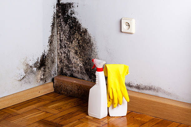 Best Commercial Mold Removal  in Royal Oak, MI