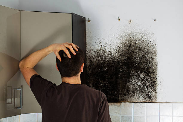 Best Mold Cleaning Services  in Royal Oak, MI