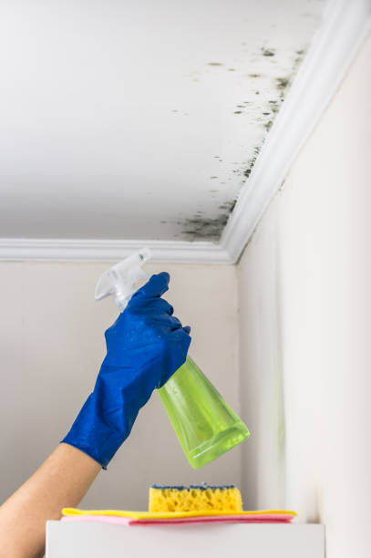 Mold Removal Process in Royal Oak, MI