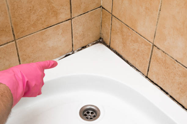 Best Professional Mold Removal  in Royal Oak, MI